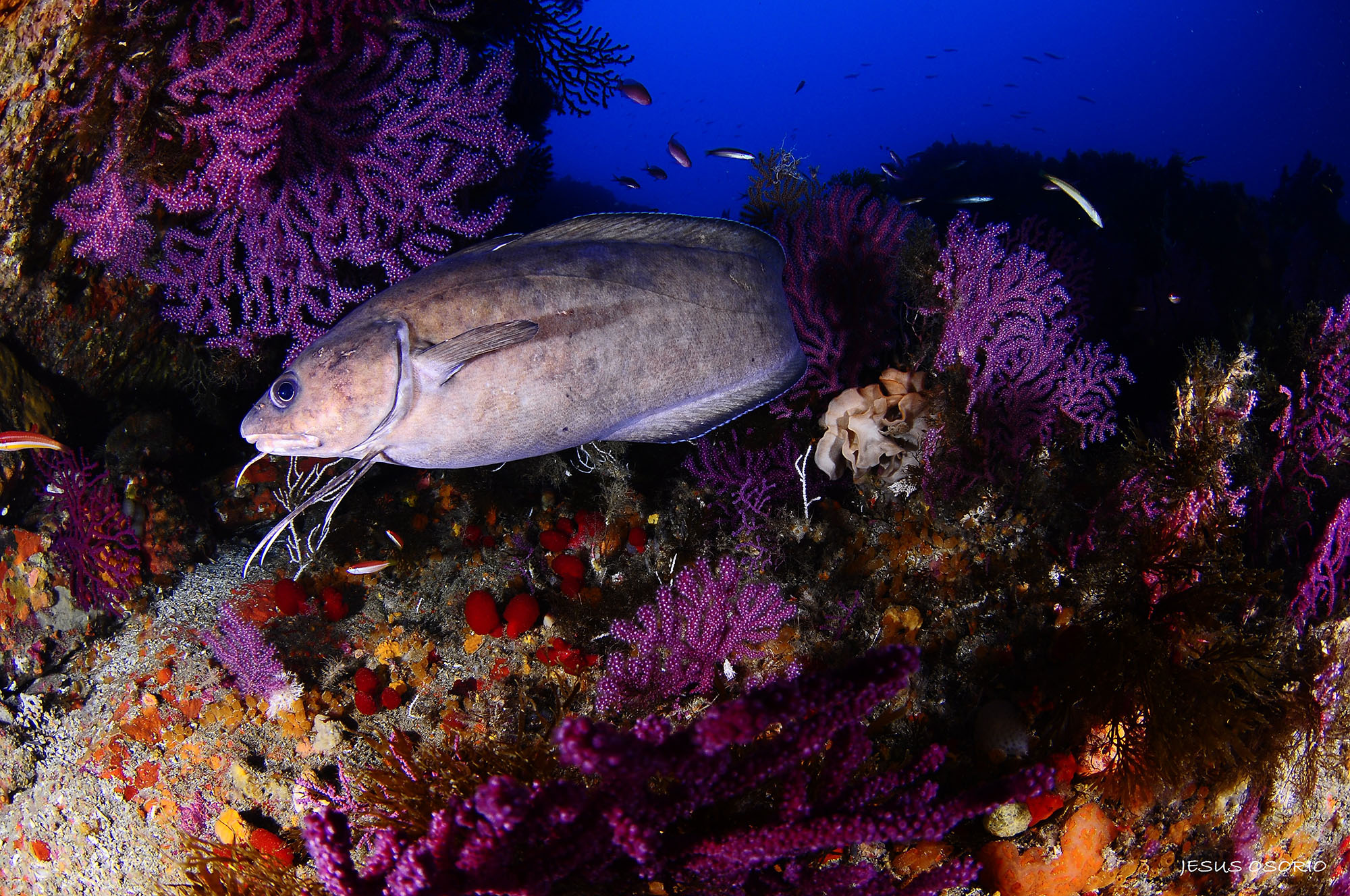 Plataforma Mariana photo 5