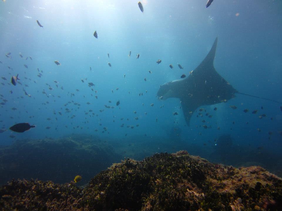 Manta Ray Bommie