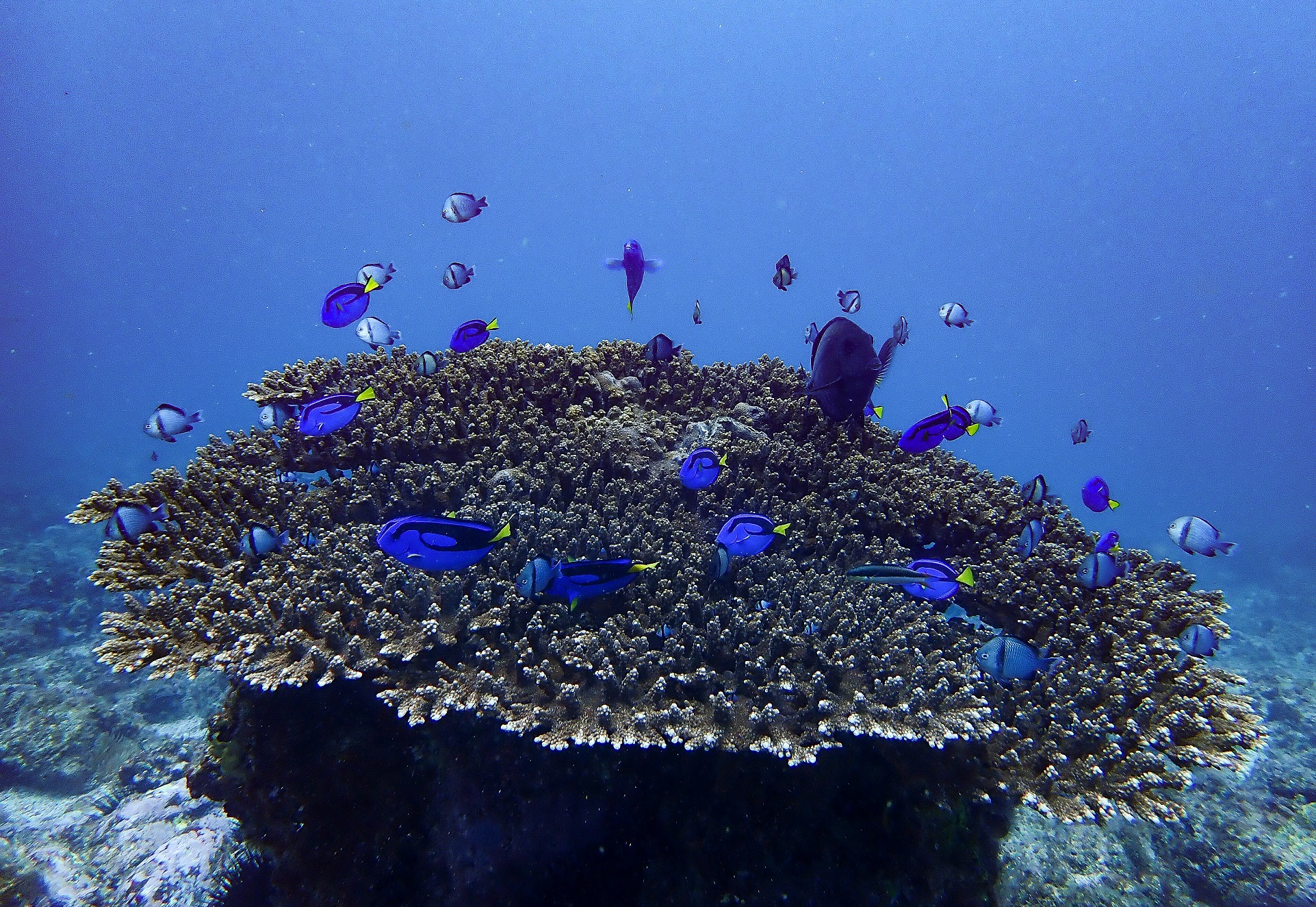Plate Coral South West Solitary Island