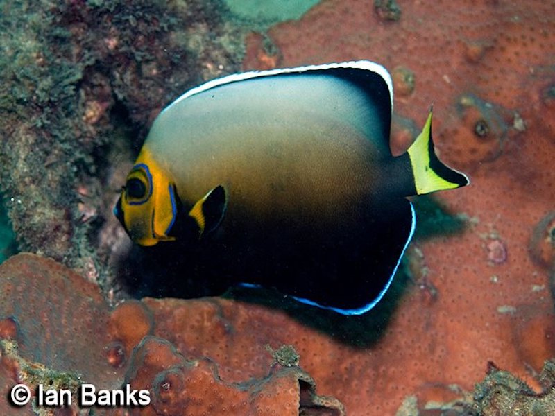 Palm Beach Reef photo 4
