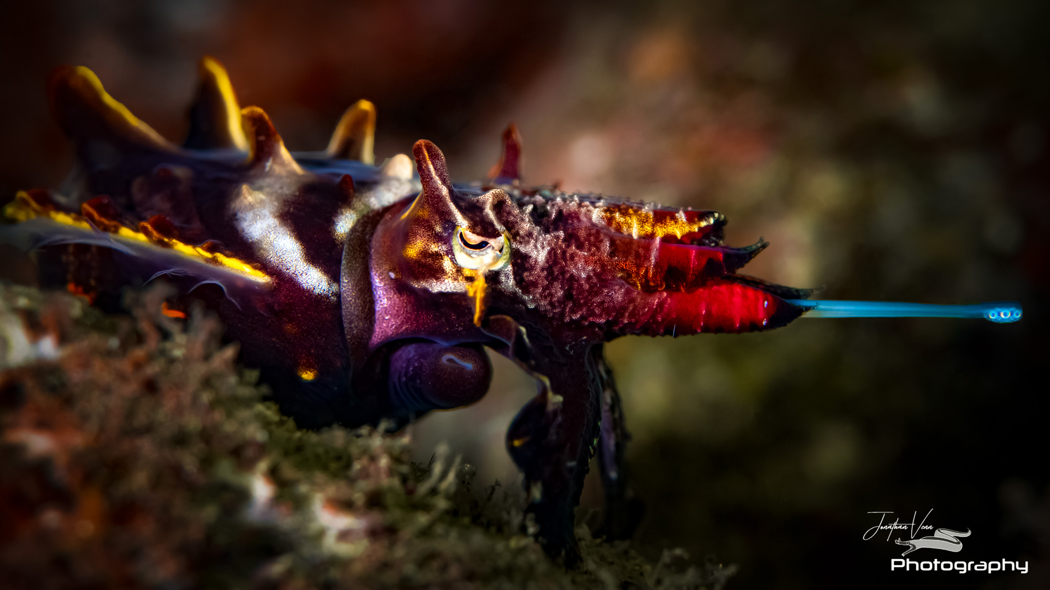 Blue RIbbon House Reef photo 2