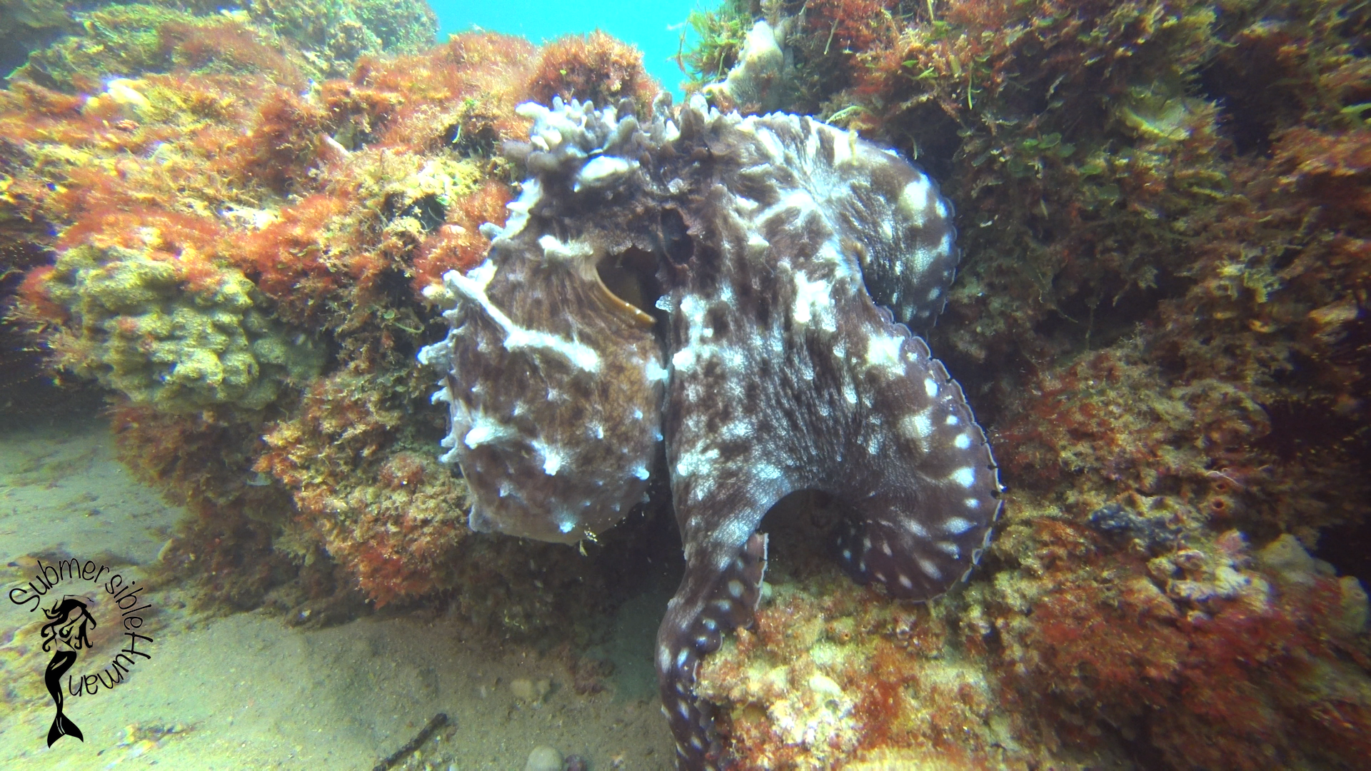 Eastern Reach - Manta Bommie photo 4