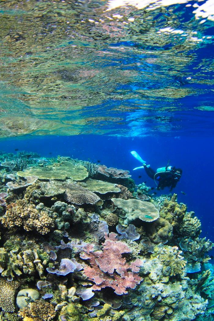 Coral Garden