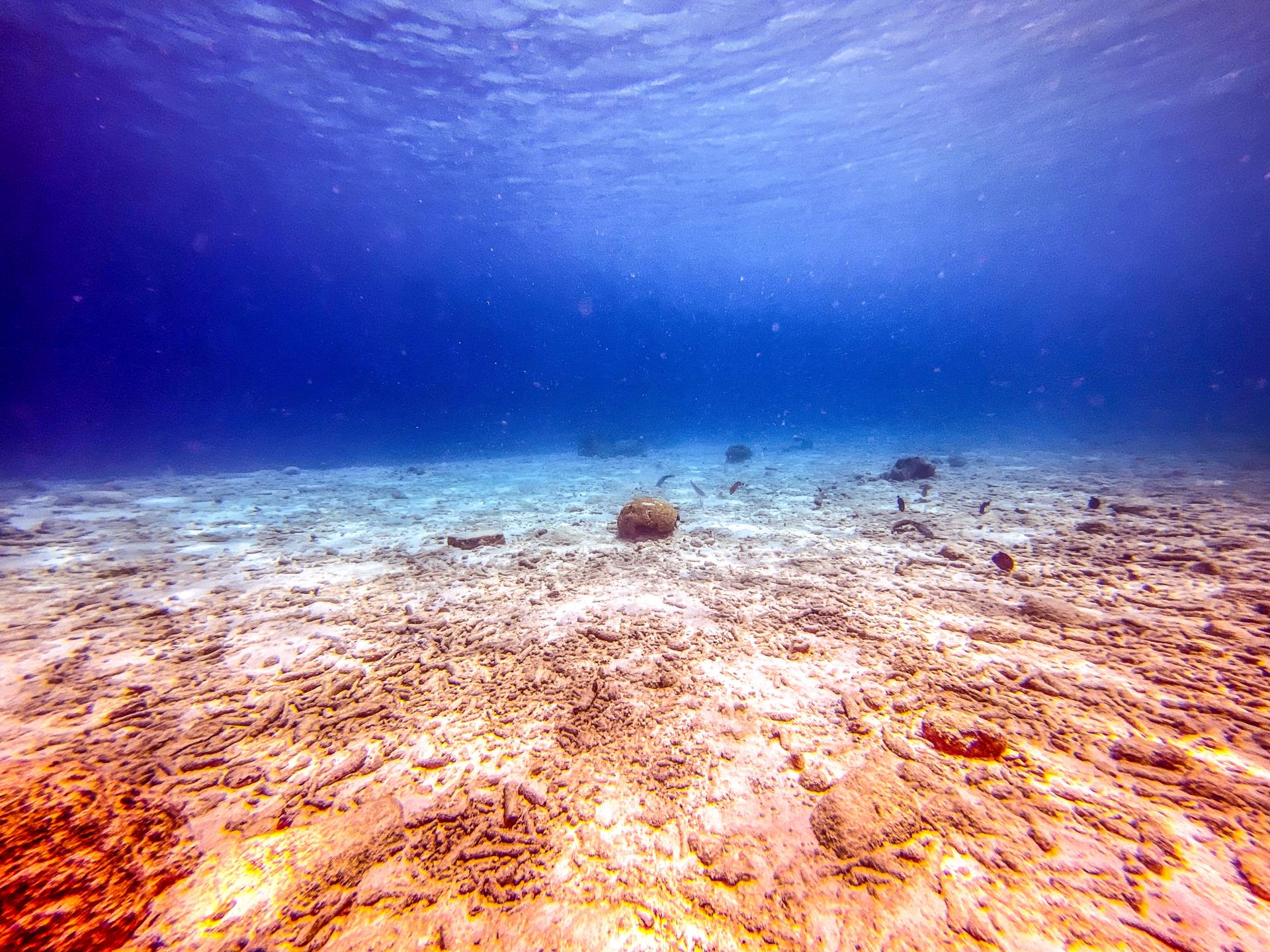 Capt. Dons Reef