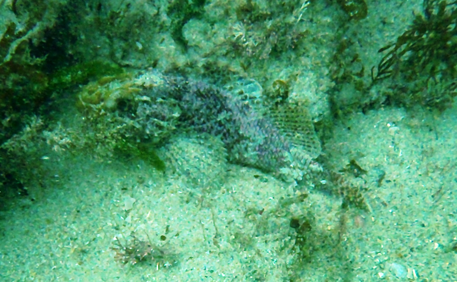 Port Campbell Bay Reef