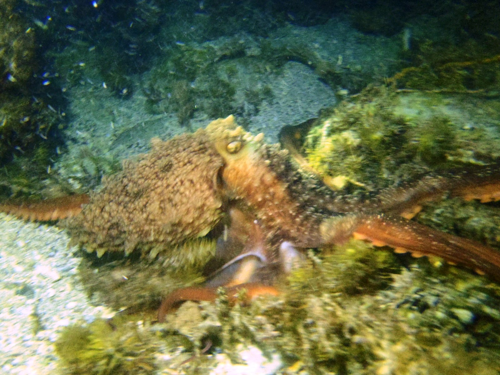 Warrnambool Breakwater, inside photo 2