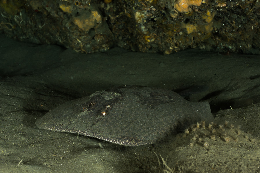 CUEVAS DE CANTARRIJÁN photo 4