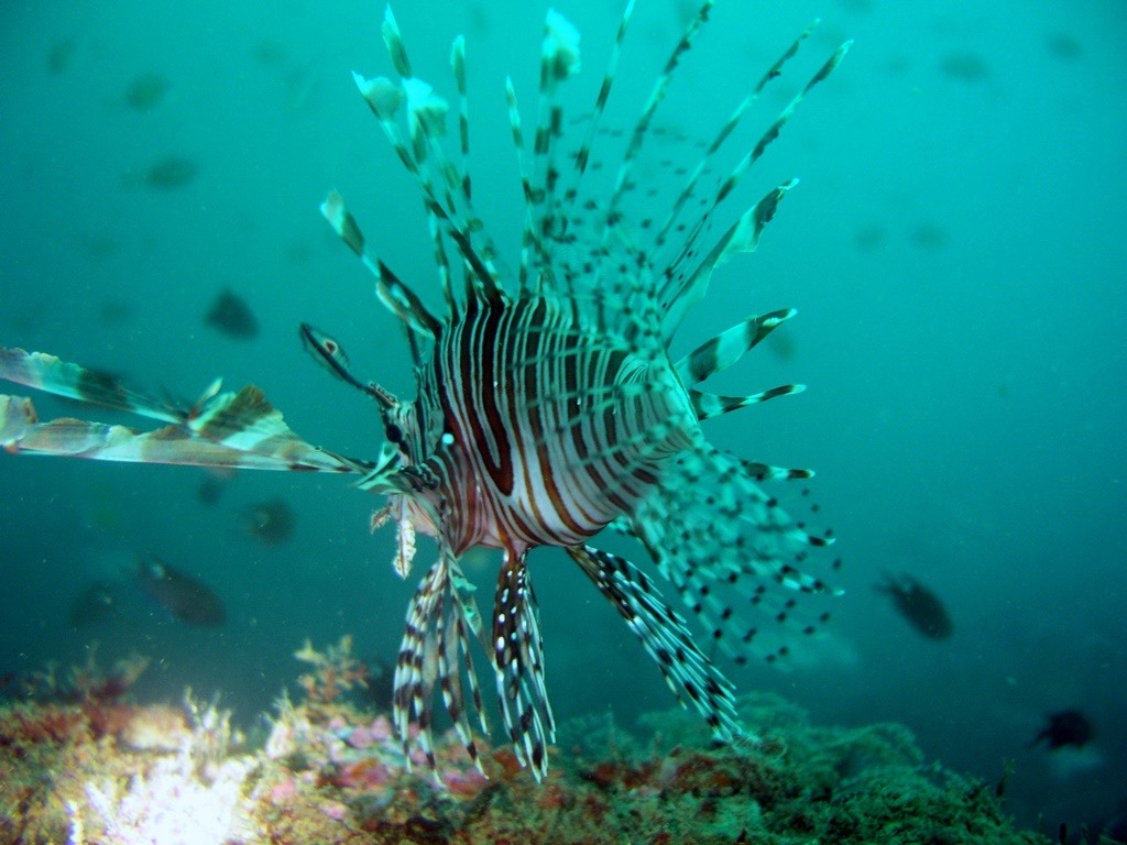 Australian Wreck photo 3
