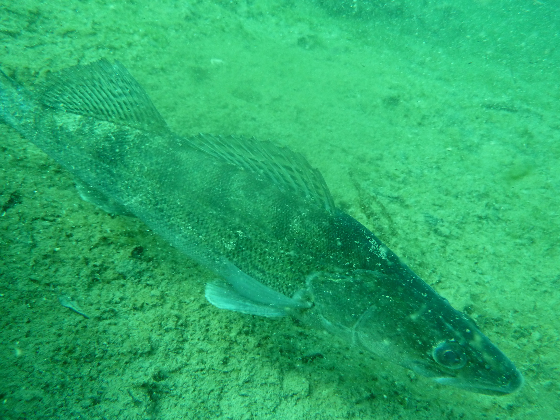 Tschatscheleria photo 5