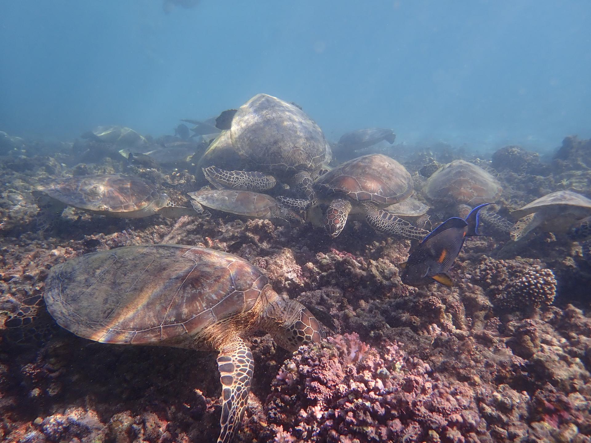 Turtle City
