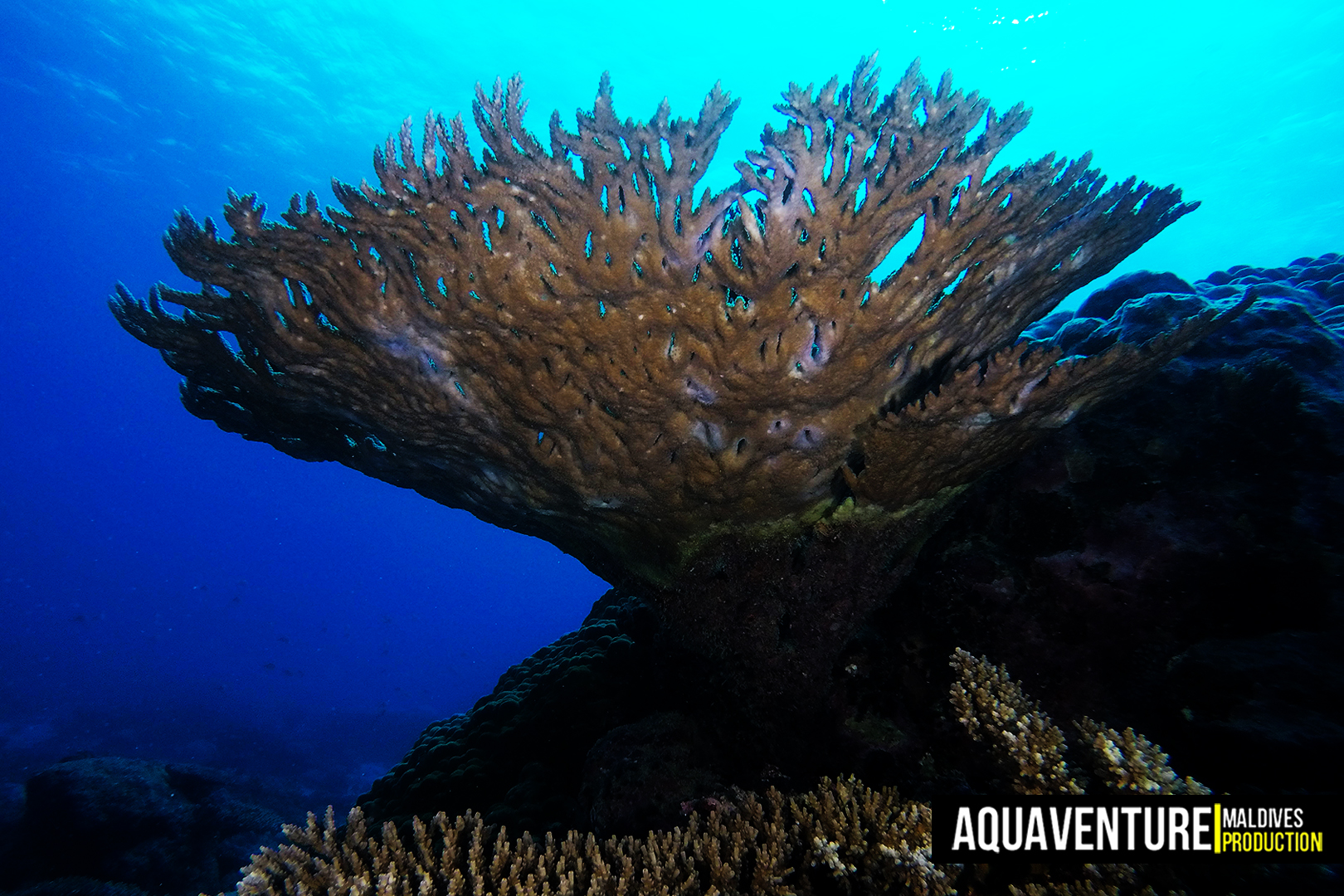 Villingili Coral Garden photo 6