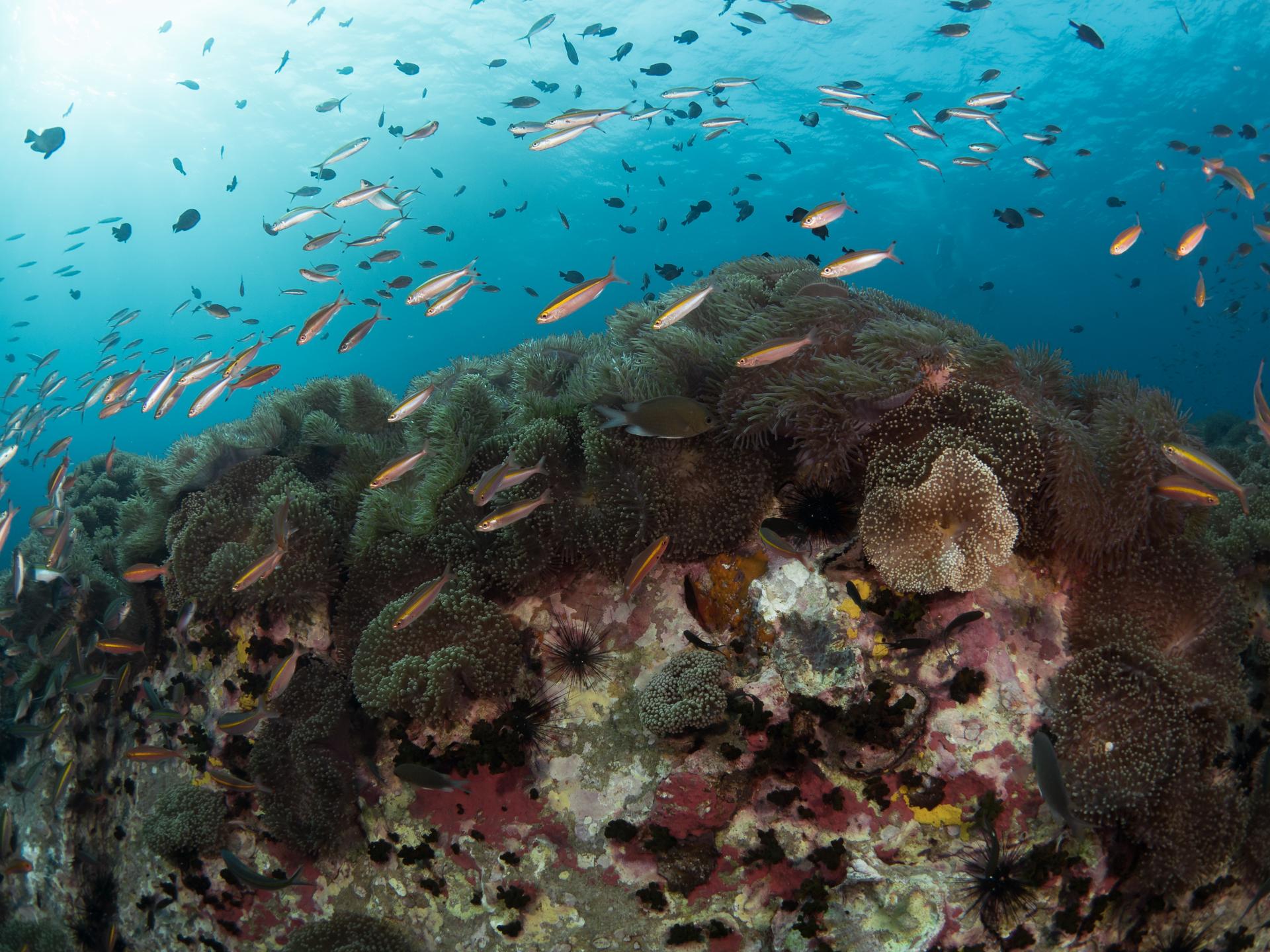 Chumphon Pinnacle photo 2