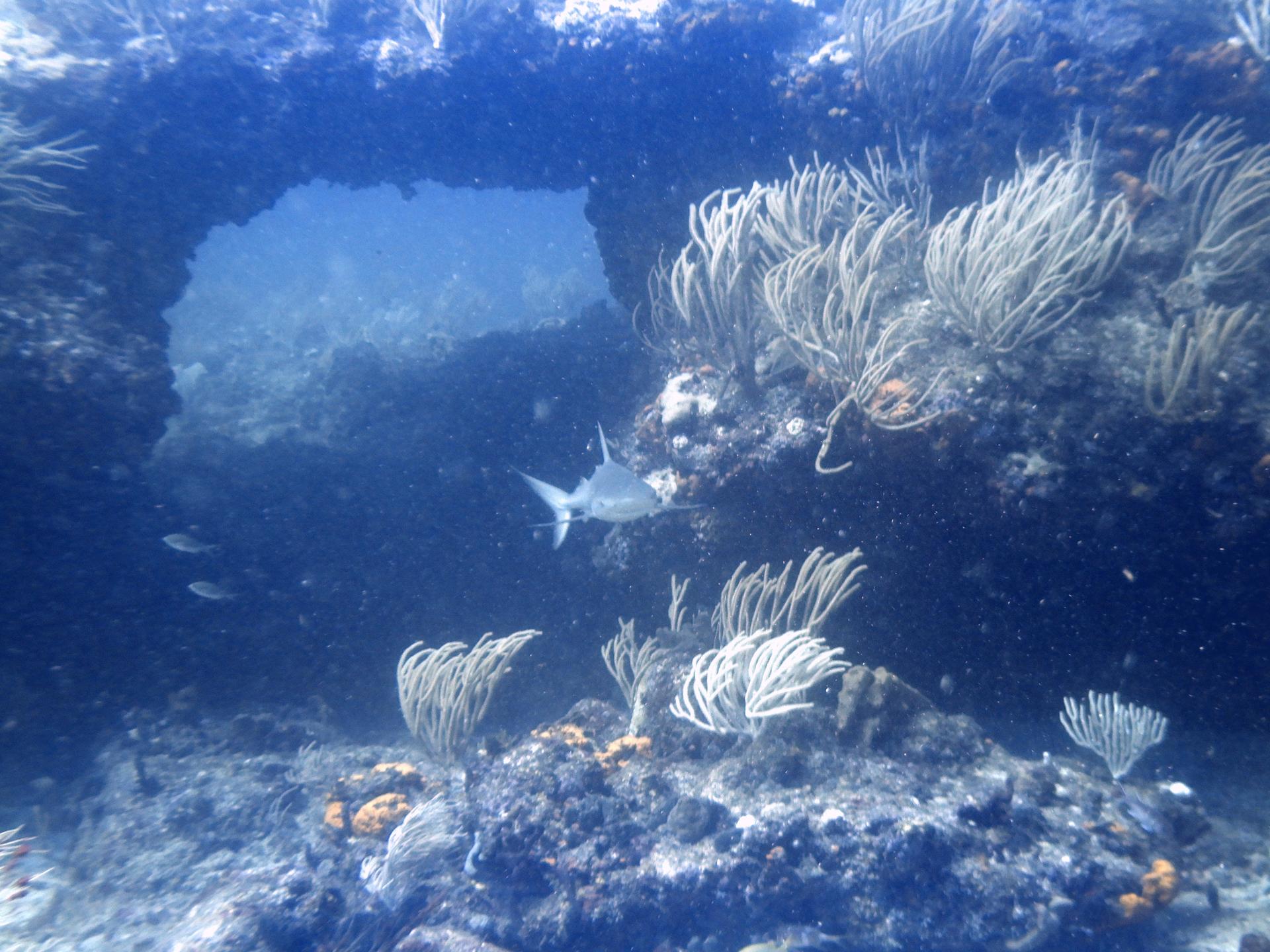 Fish Bowl photo 5