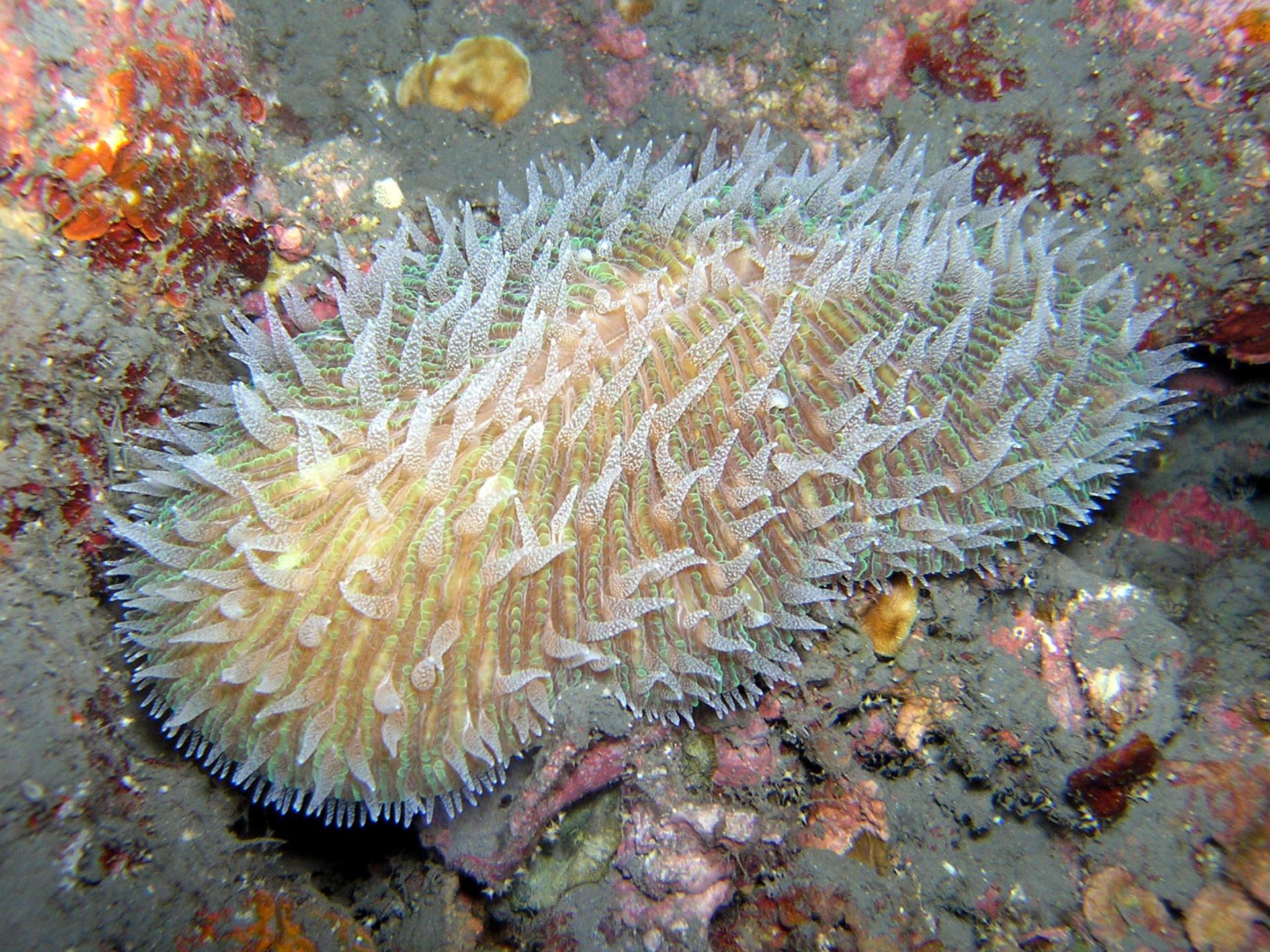 Sea Explorers Siquijor House Reef photo 16