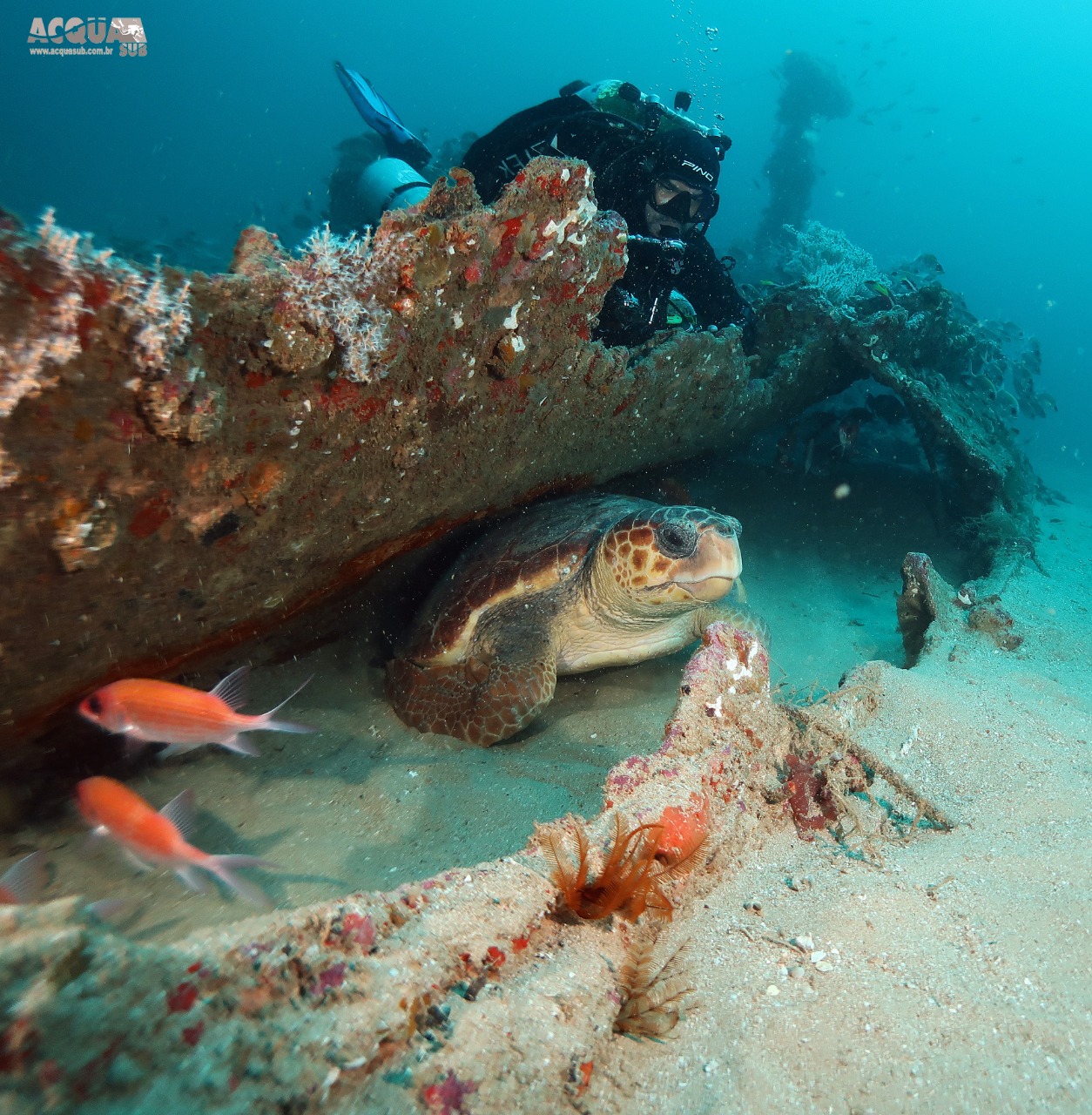 Ilhas Rasas (Shallow Islands) photo 3