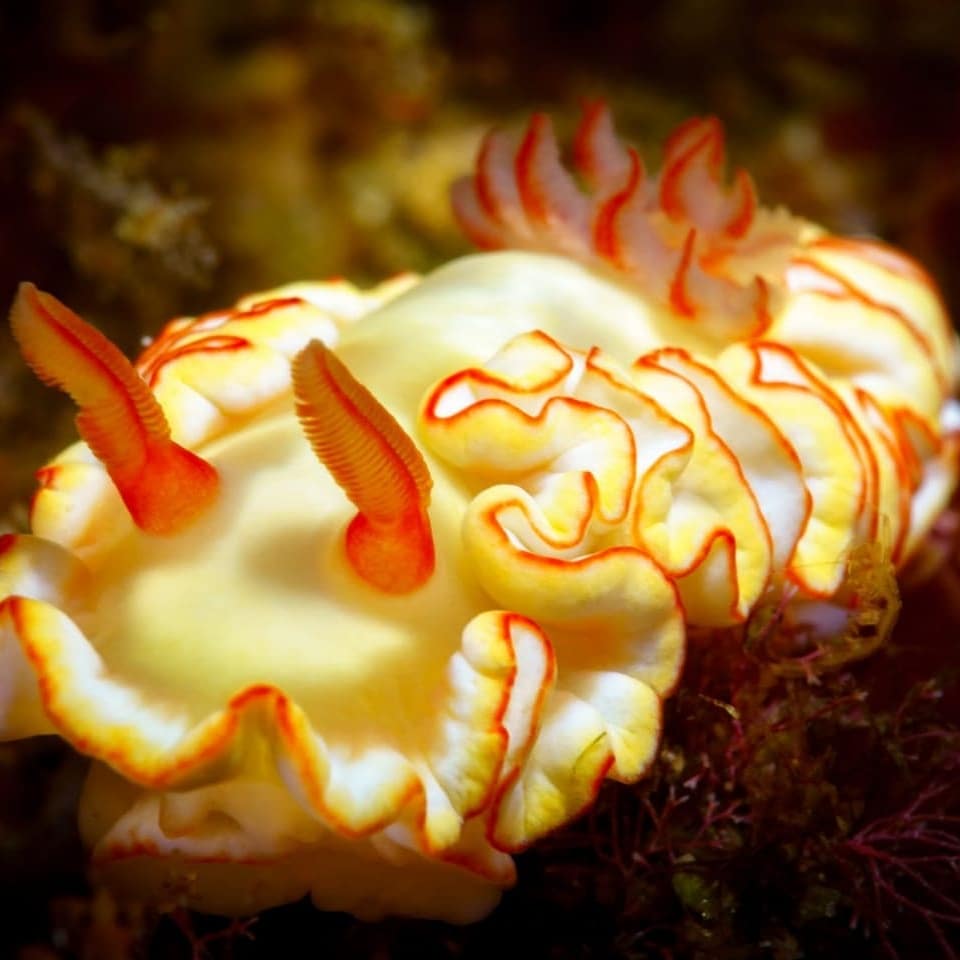 Aliwal Shoal photo 3