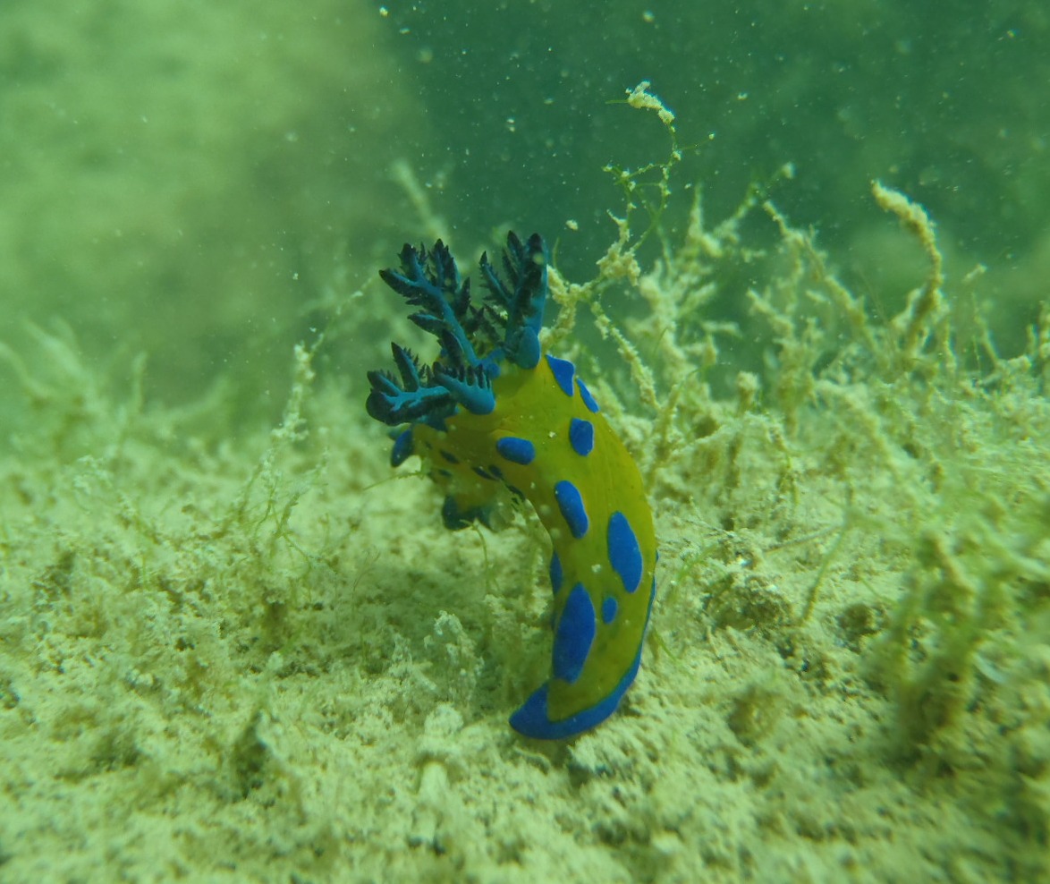 Lee Breakwater, Portland, Victoria, Australia photo 6