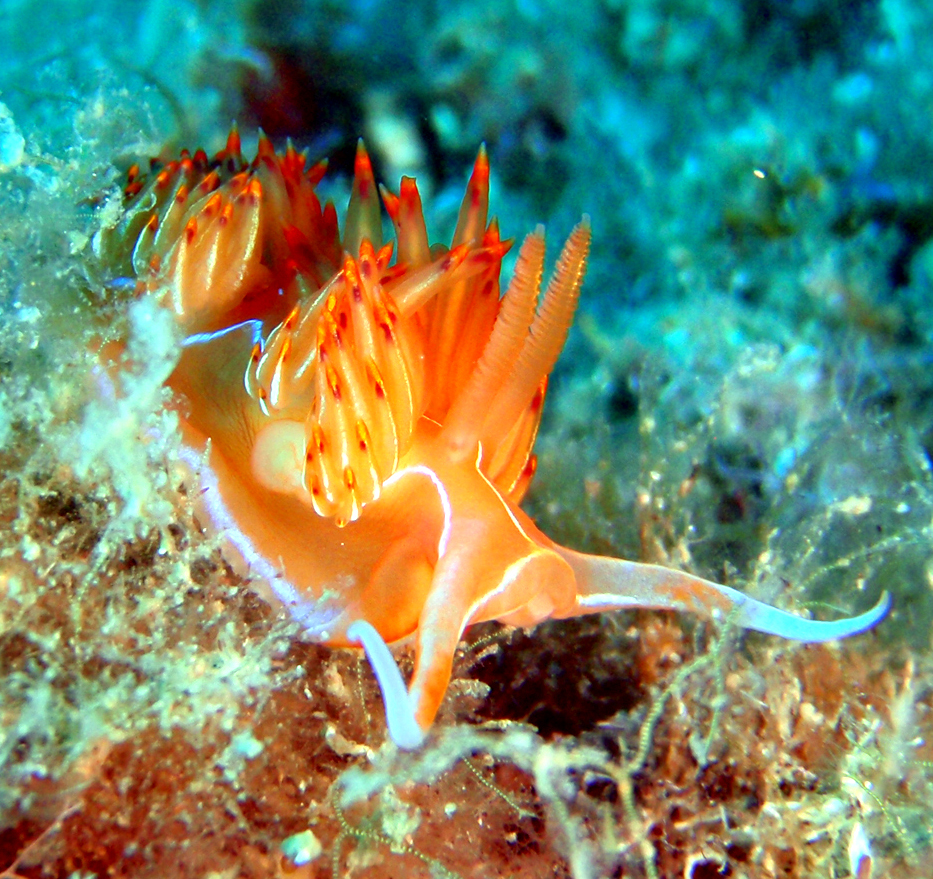 Canons de Tamariu photo 2