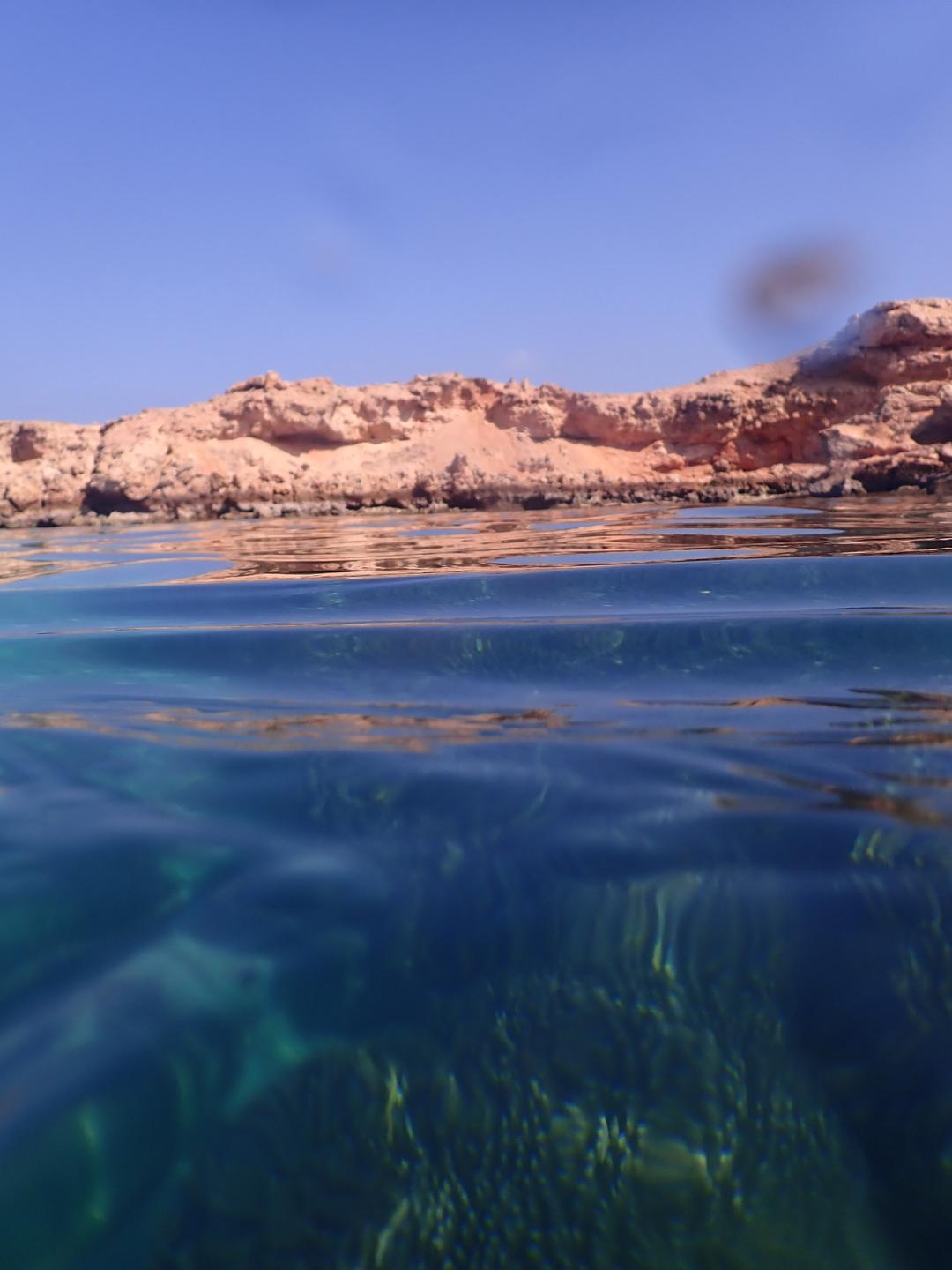 Black tip photo 2