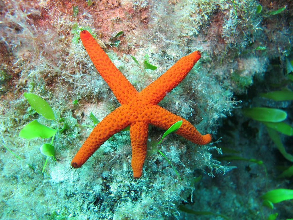 Akrotiri Fish Reserve photo 5