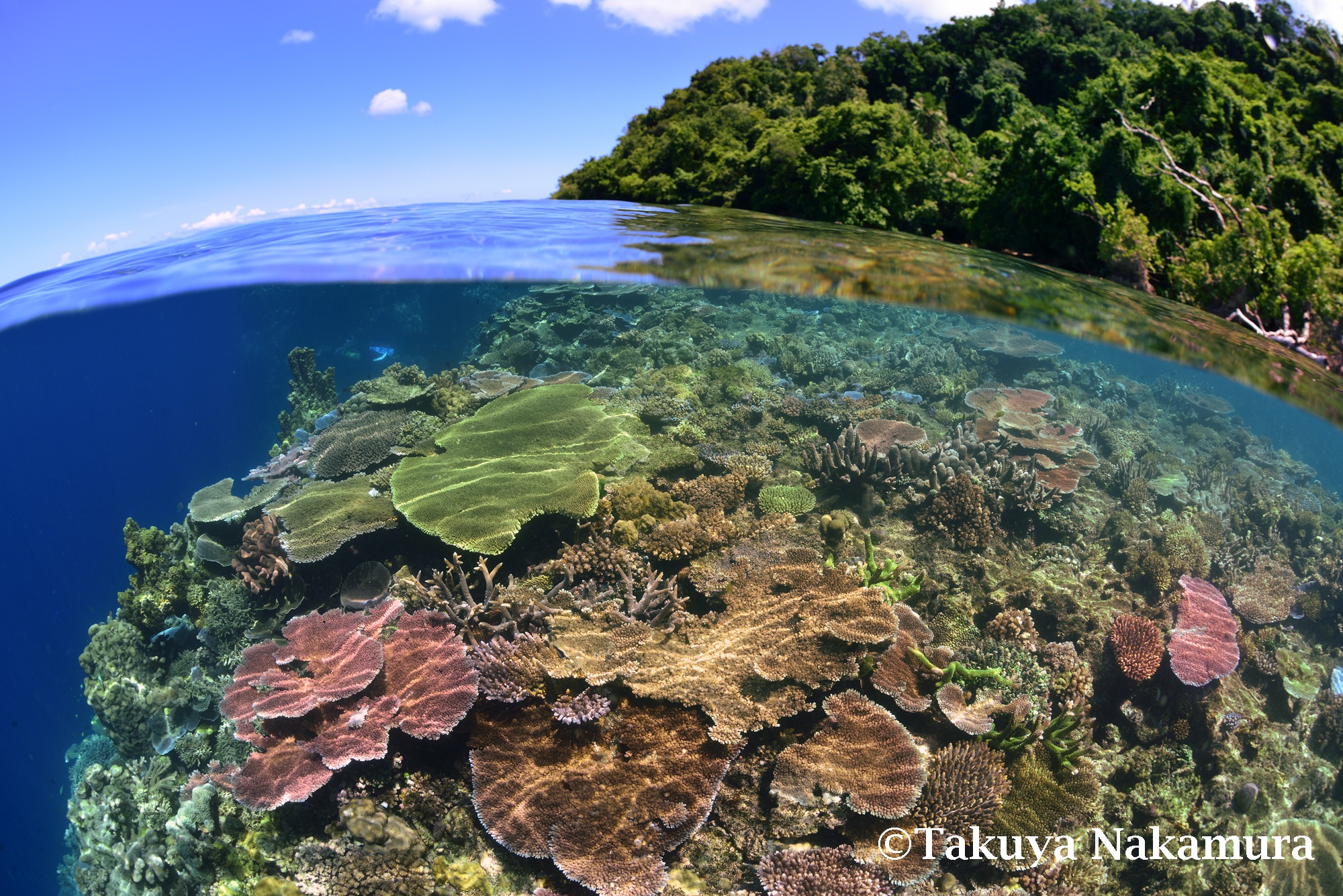 Coral Garden photo 2