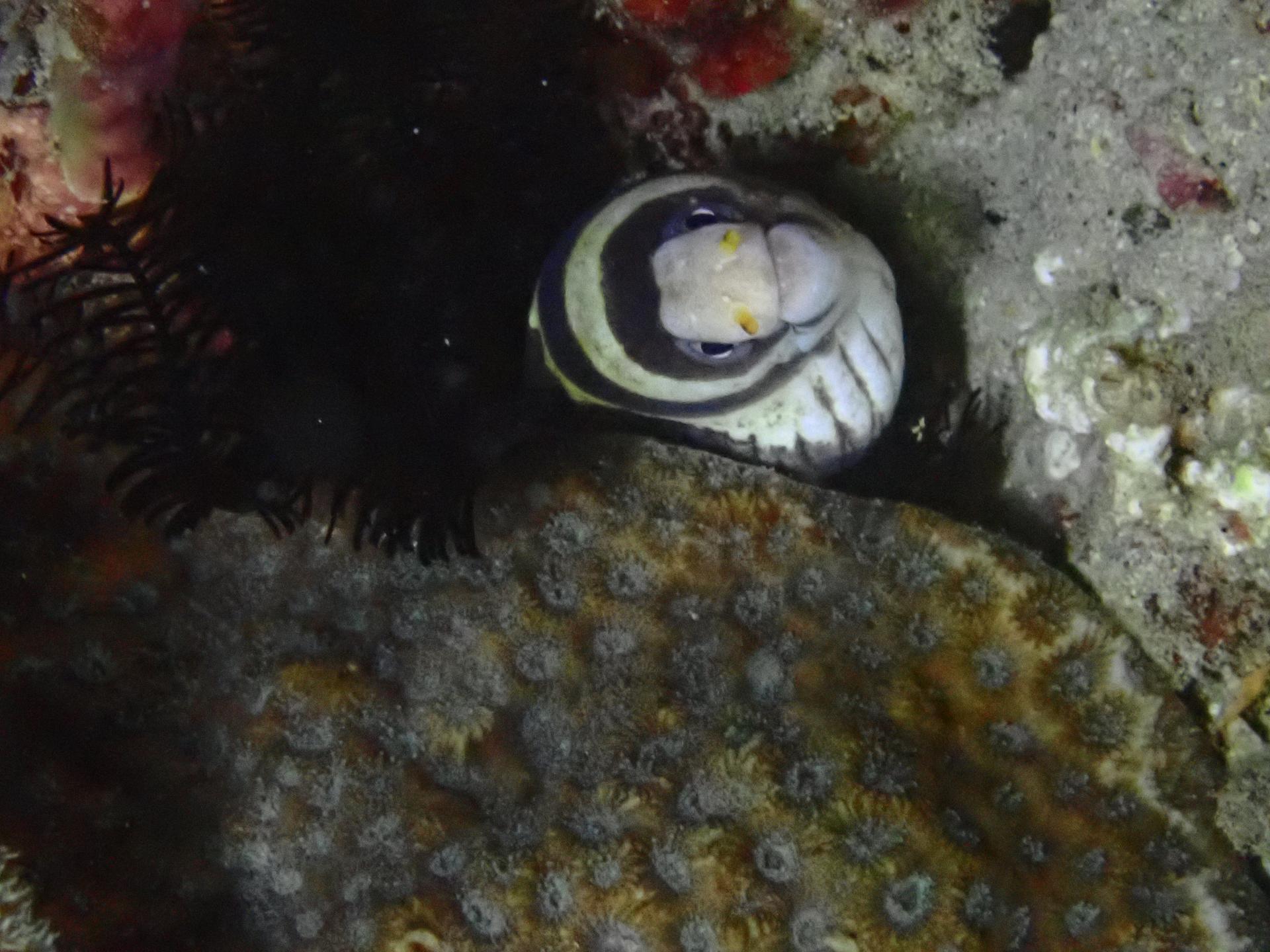Life saving point reef photo 6