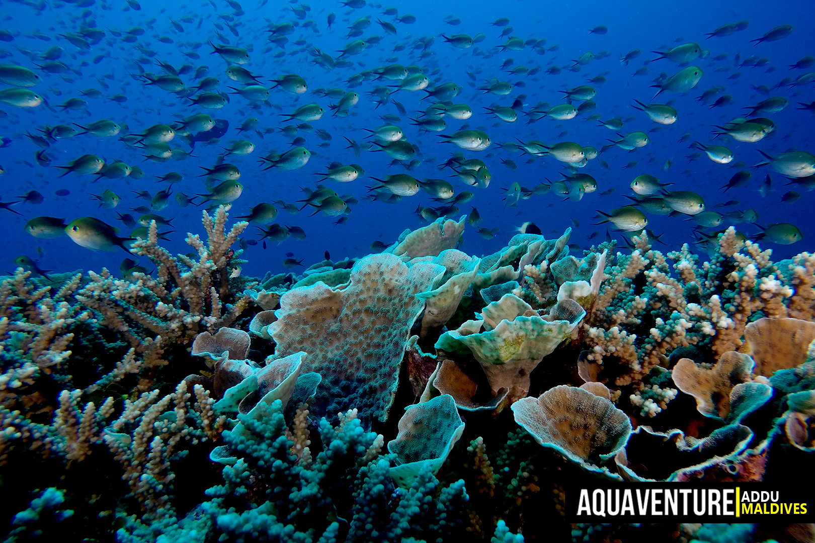 Villingili Coral Garden photo 5