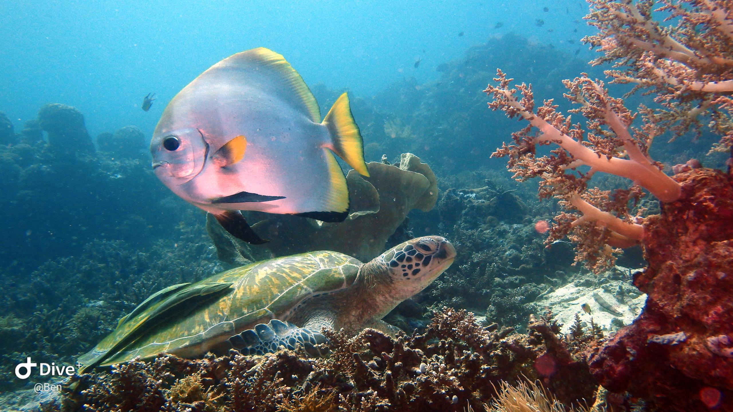 Sea Explorers Siquijor House Reef photo 18