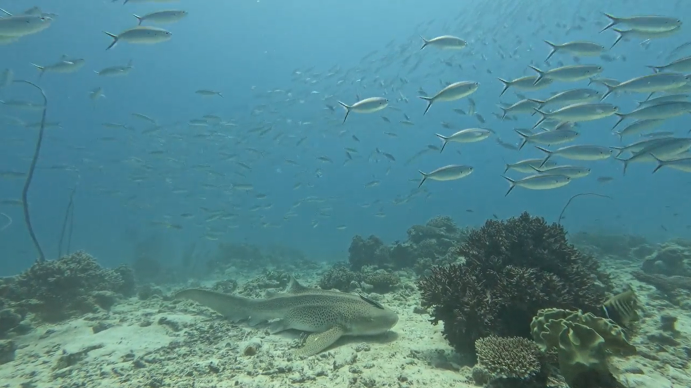 Shark Alley