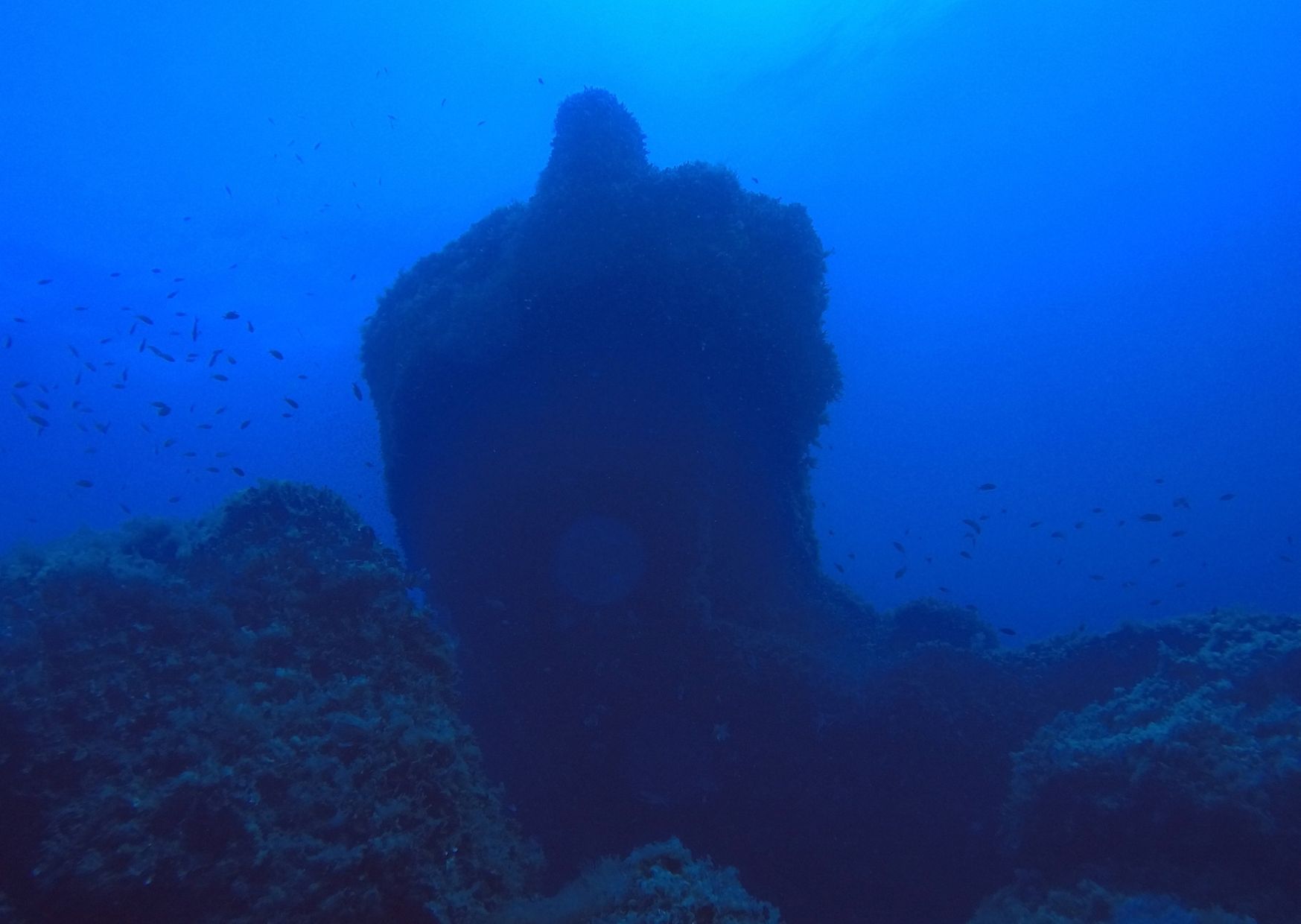 Abanico Tortuga Diving