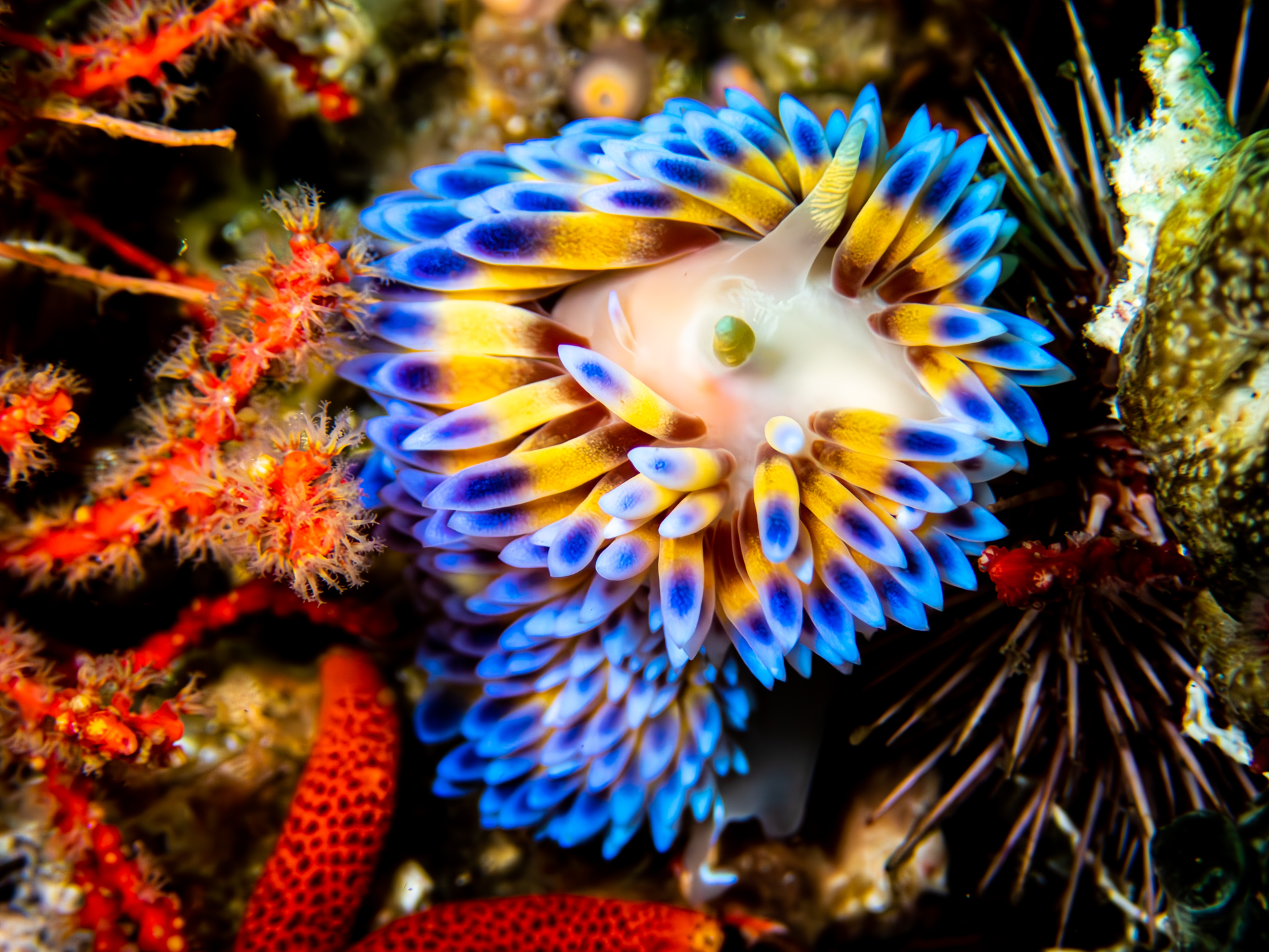 Atlantis Reef photo 3