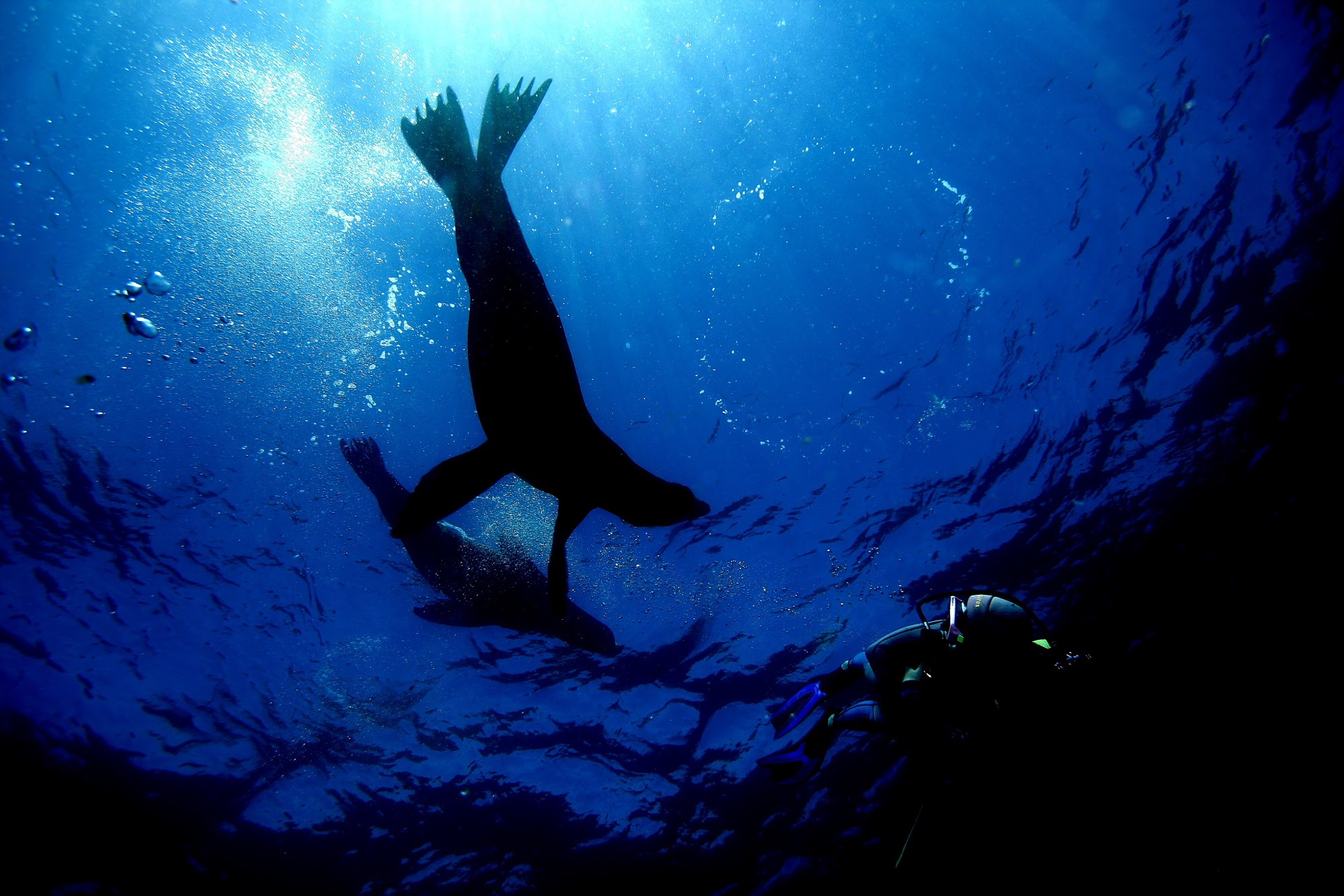 Los Islotes Sea Lion Colony photo 2
