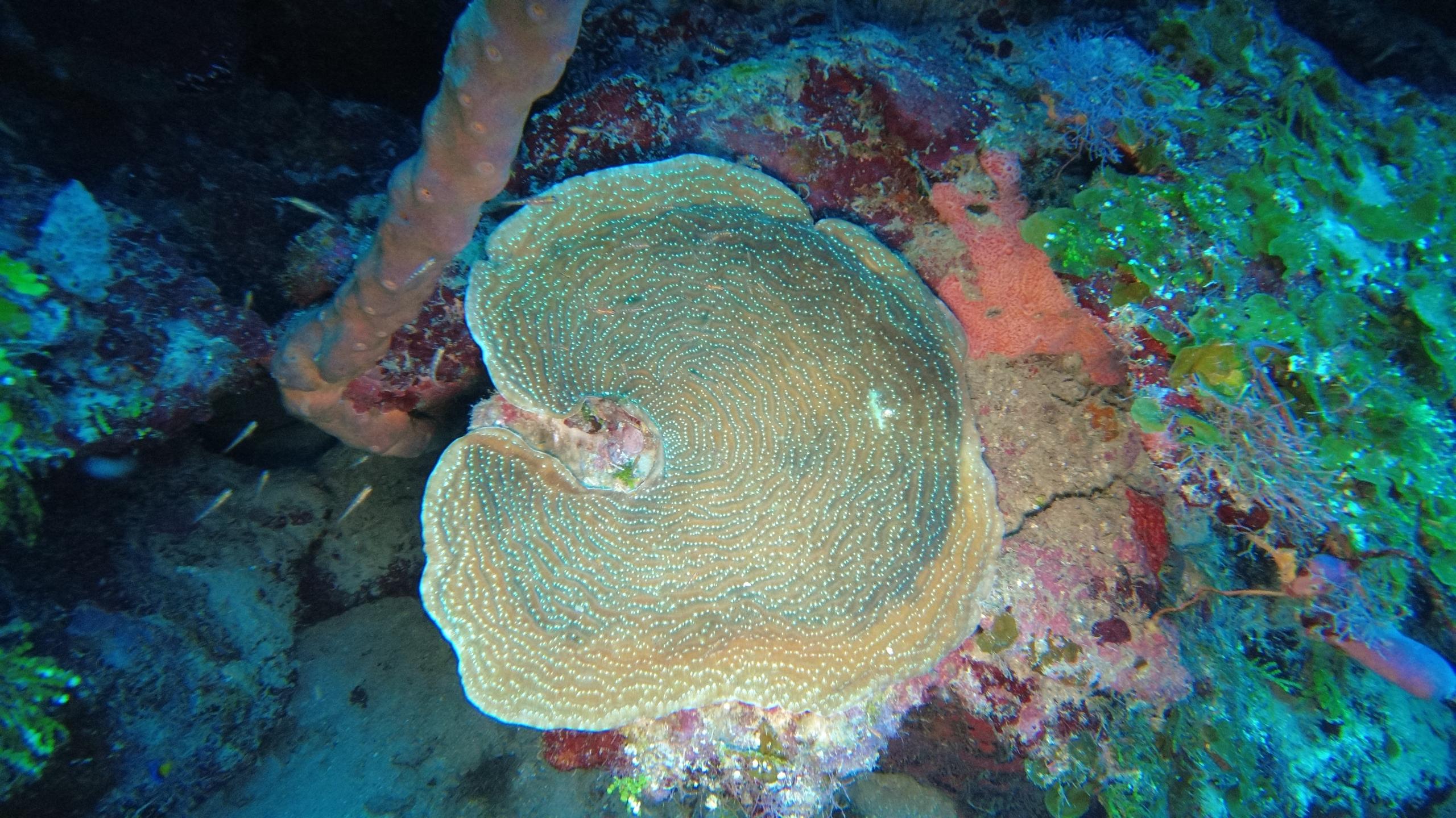 Pillar Coral photo 3