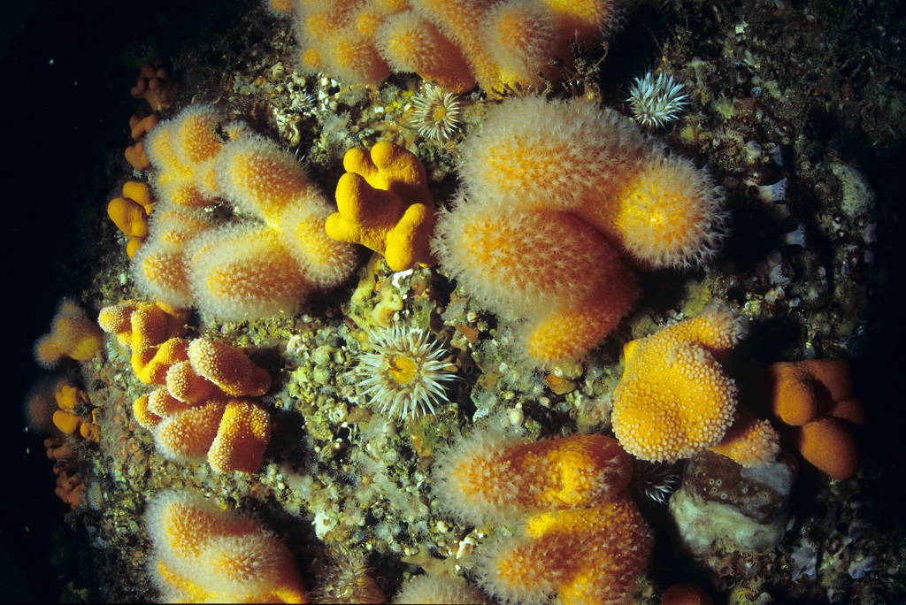 THE OUTER REEF: 24-35mts. photo 5