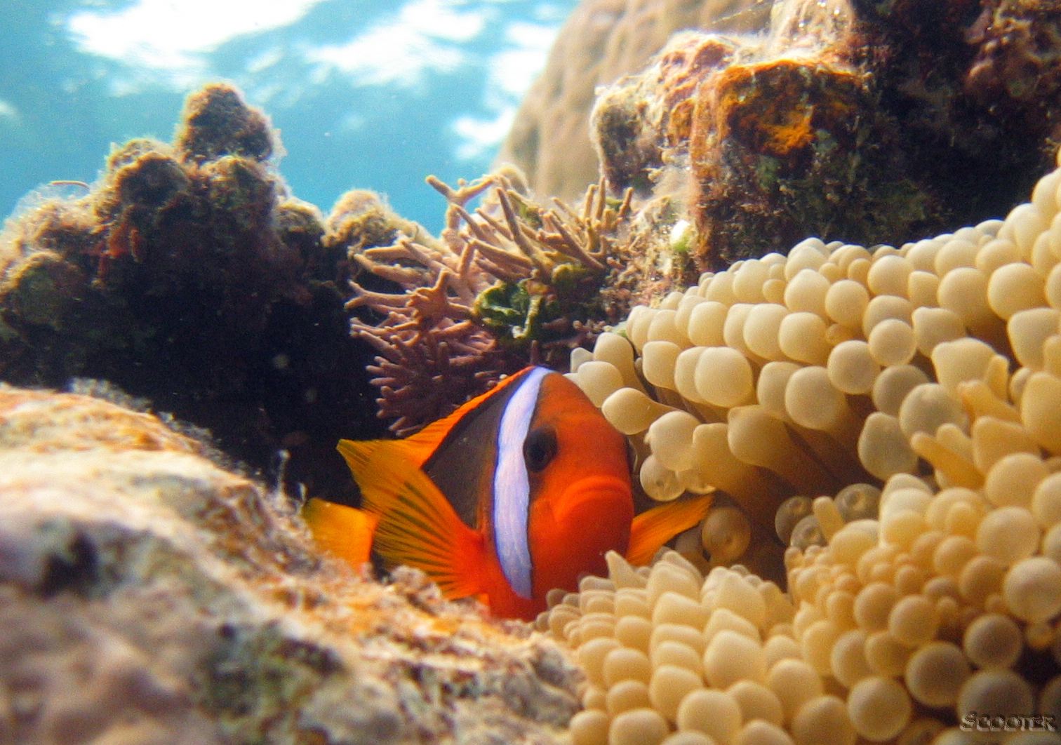 Coral Gardens photo 11