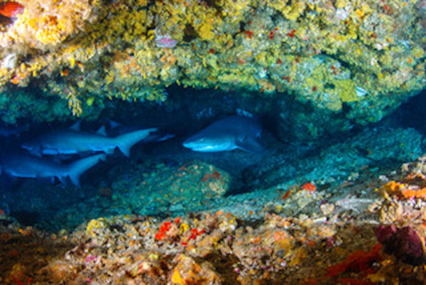 Protea Banks Northern Shark Caves photo 4