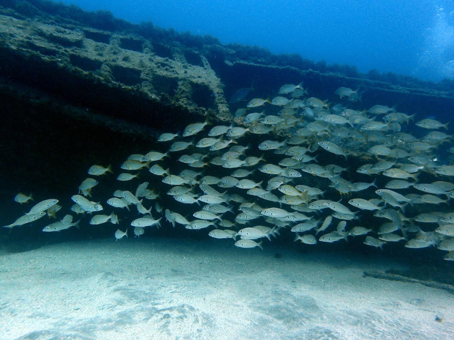 Barco De Las Morenas