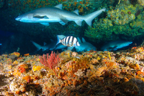 Protea Banks Northern Shark Caves photo 3
