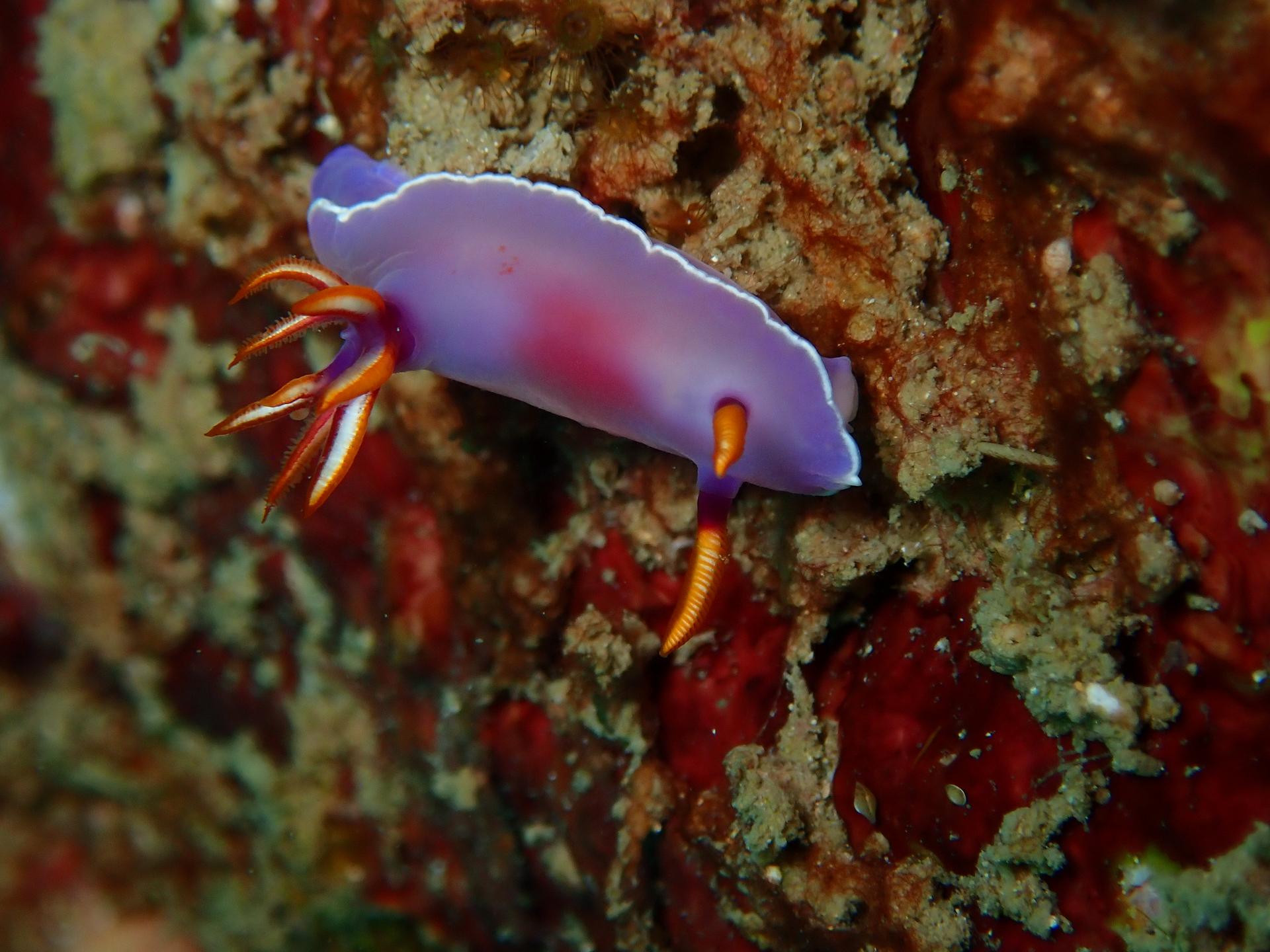 Middle Reef photo 4