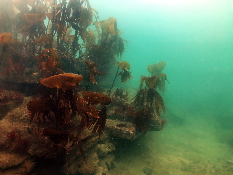 Browns Bay photo 3