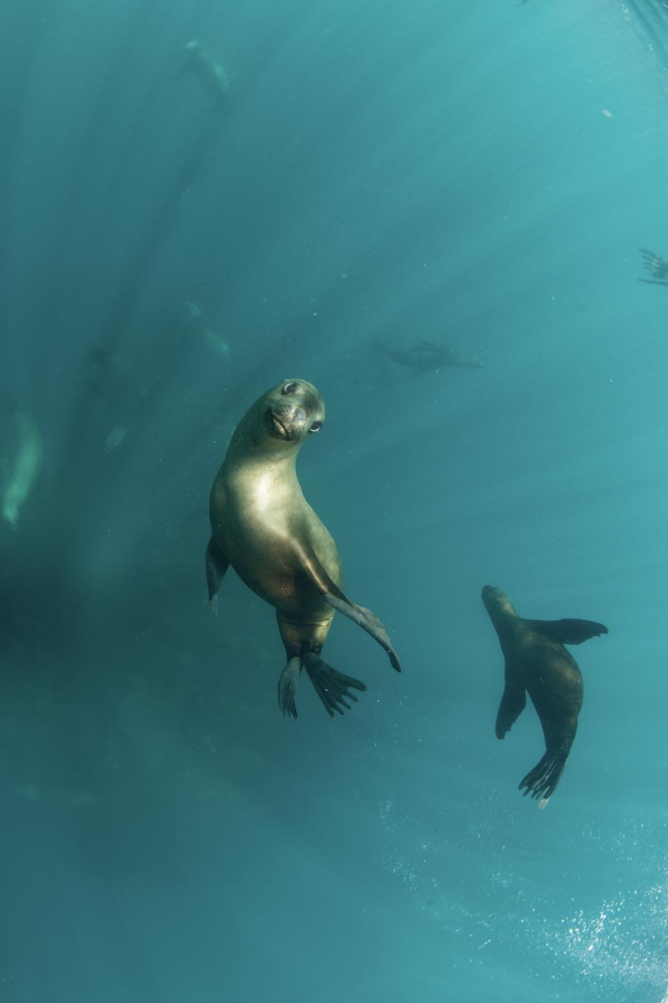 La lobera de Huiro