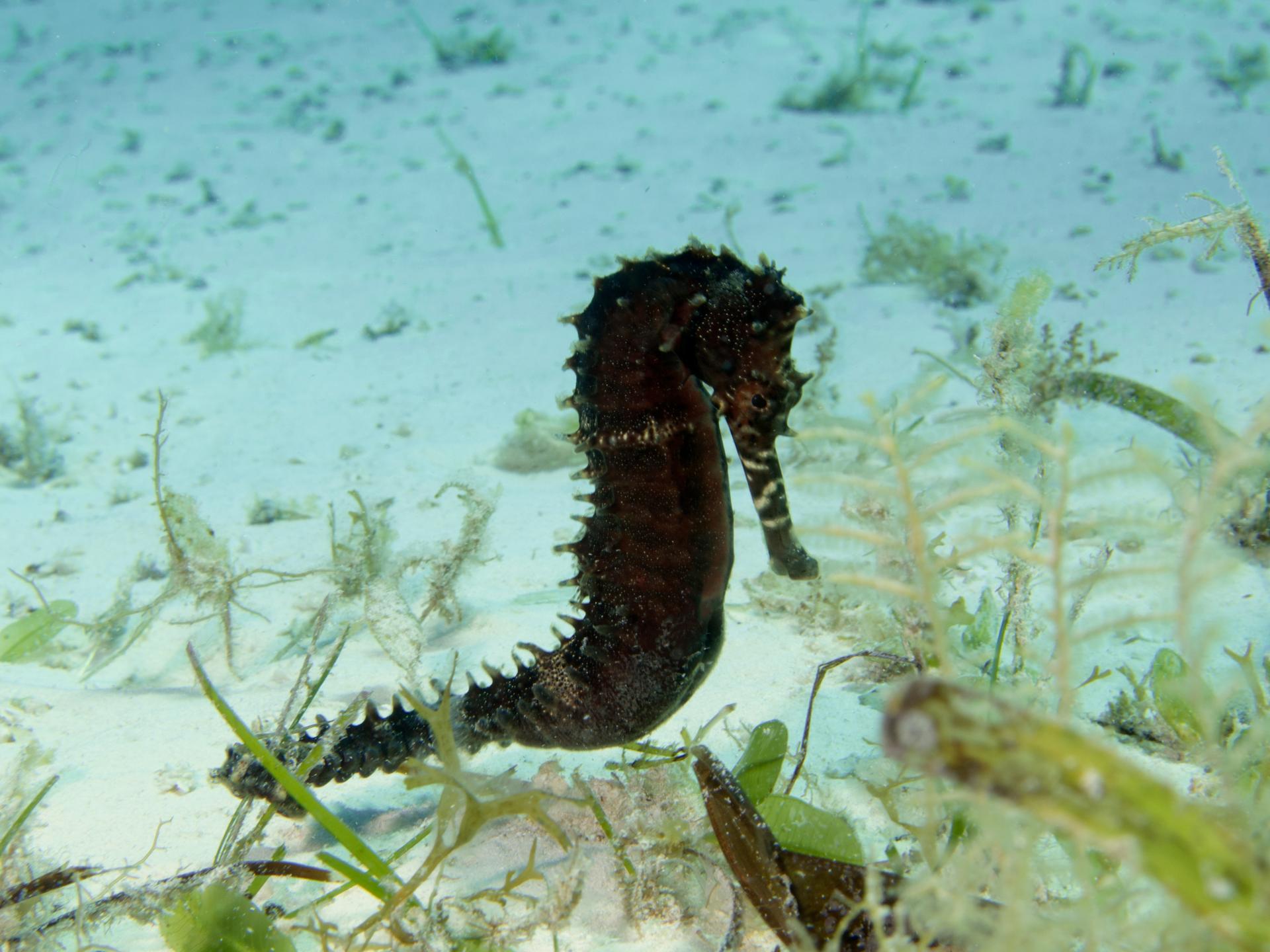 Bawe Reef
