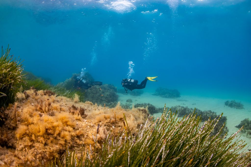 Aquamarine House Reef photo 5
