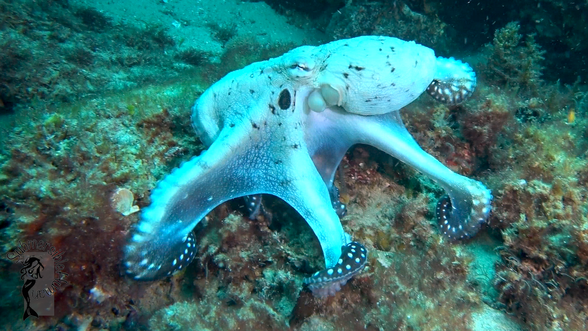 Eastern Reach - Manta Bommie photo 6