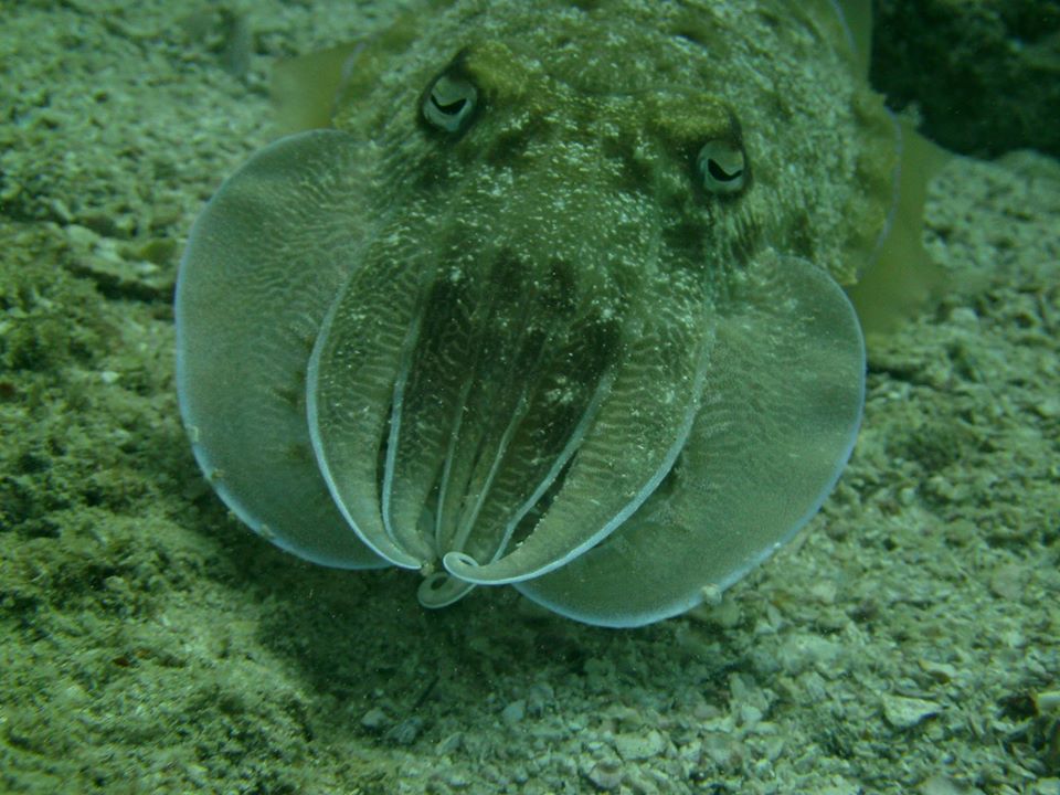 Shark Island photo 2
