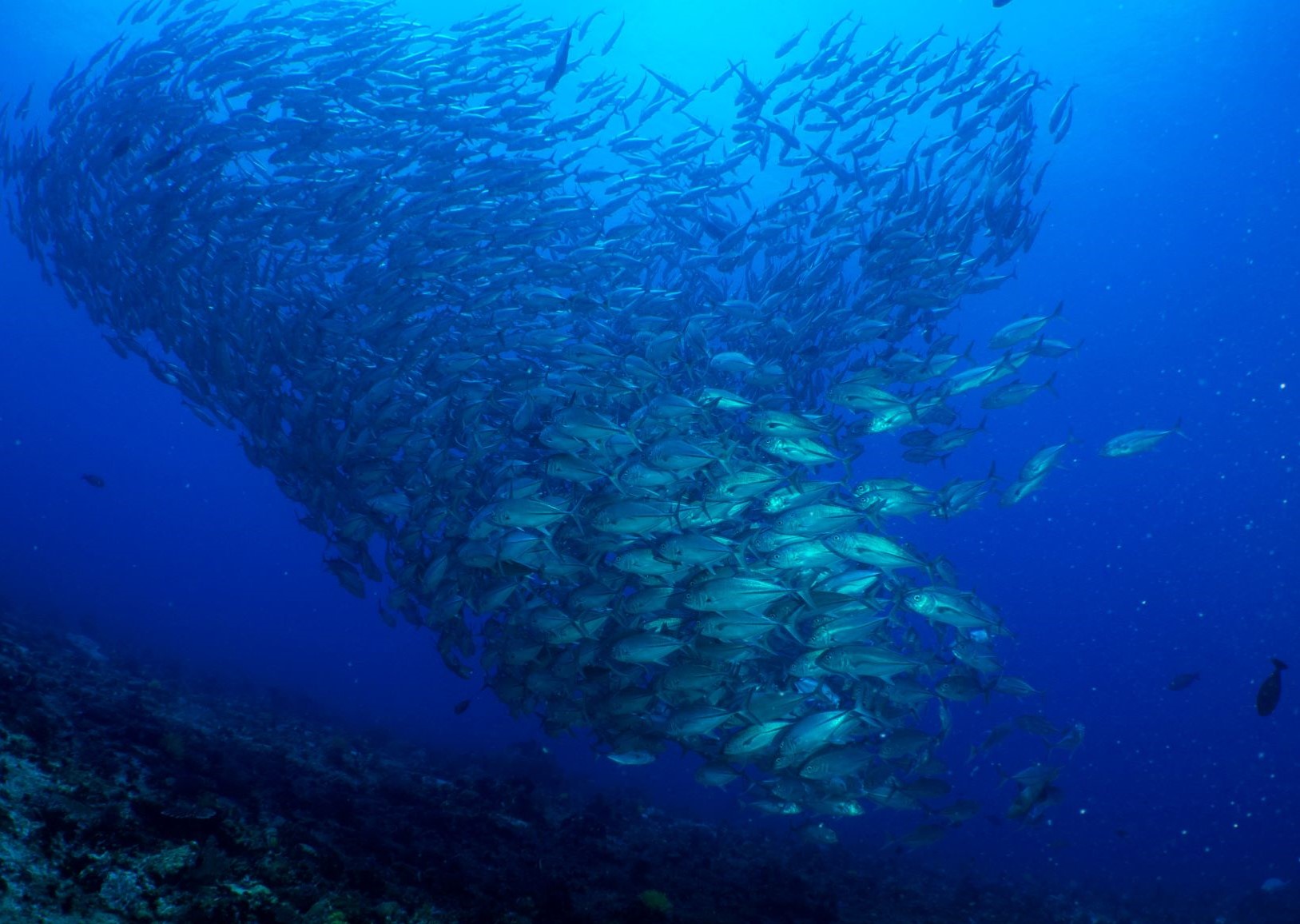 Apo Island photo 3