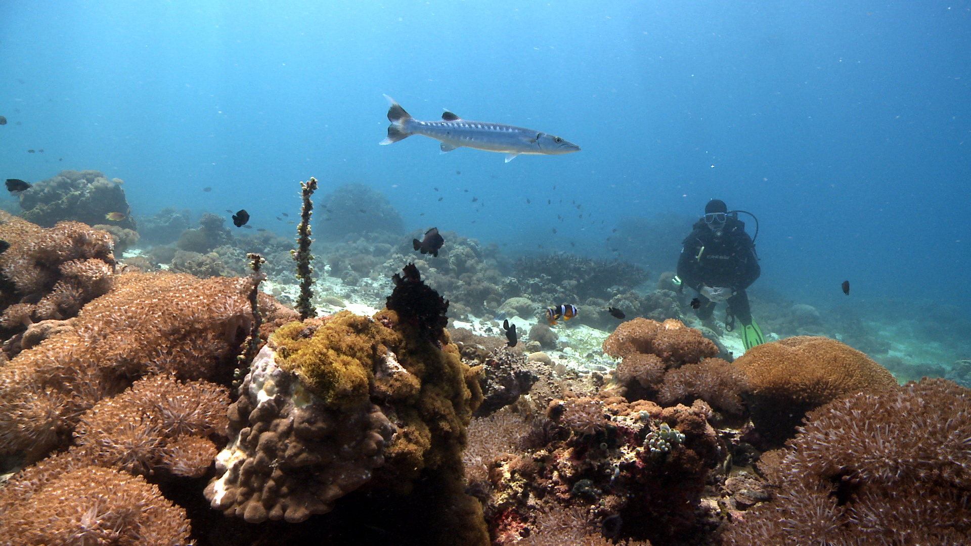 Coral Reef Resort