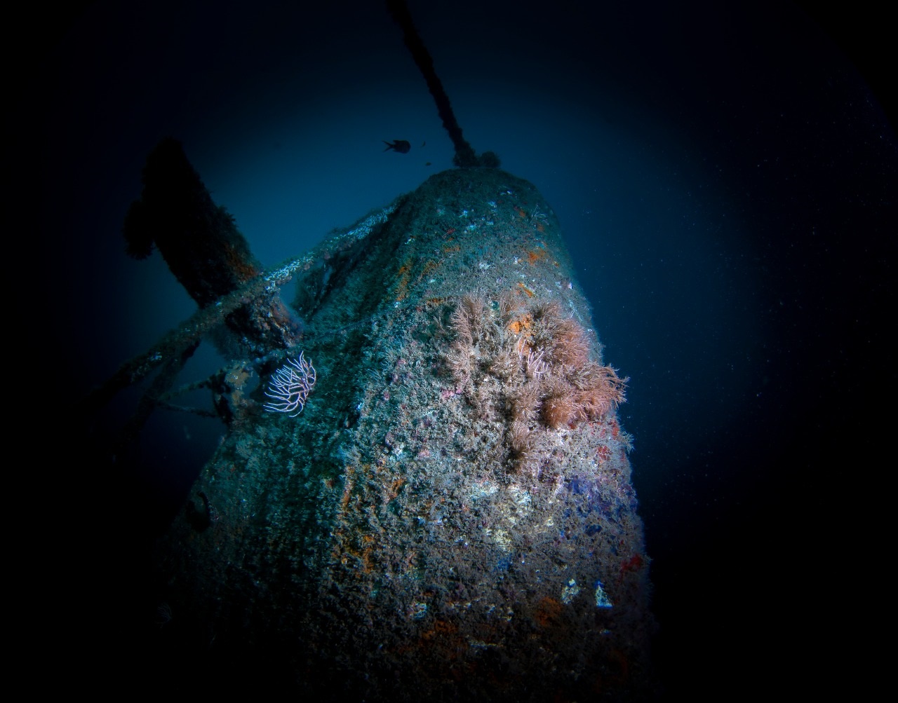 Princesa Vallarta Shipwreck photo 2
