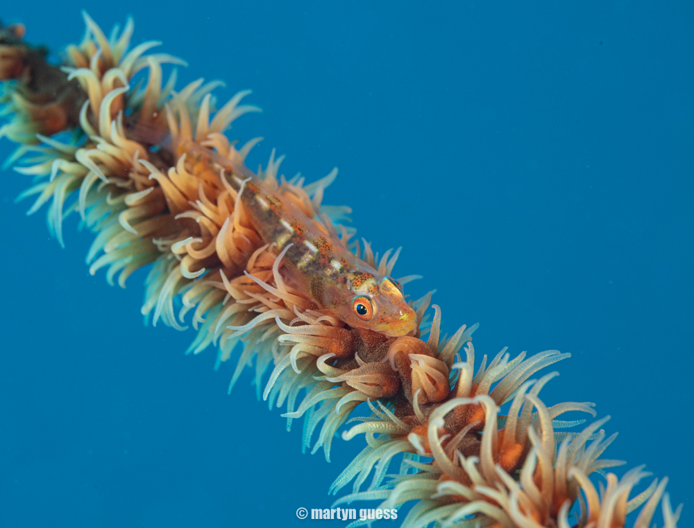 Atmosphere House Reef photo 3