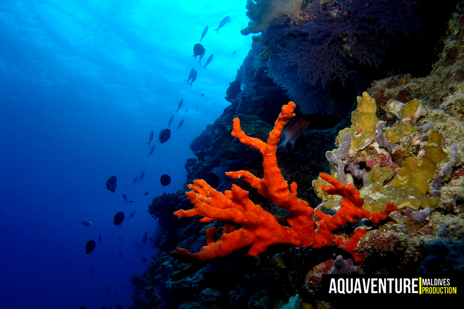 Bodu Hohola photo 5